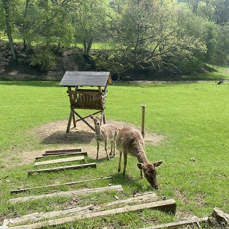 Ferienhaus Rehblick Rockeskyll Dış mekan fotoğraf